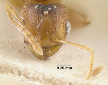 Media type: image;   Entomology 20781 Aspect: head frontal view